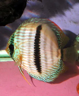 Heckel discus (Symphysodon discus)