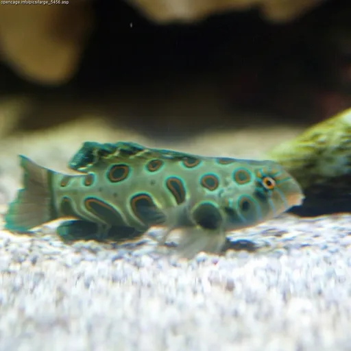 Spotted Mandarin Dragonet (Synchiropus picturatus)