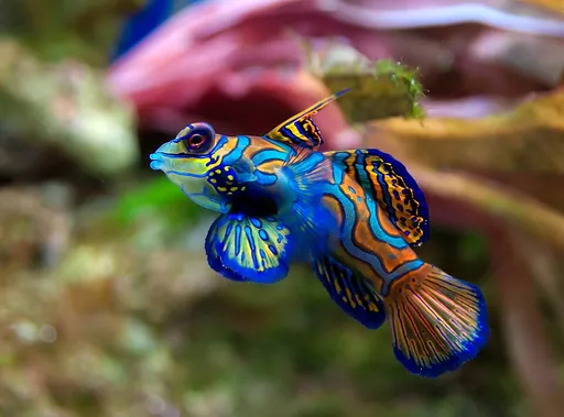 Green Mandarin Dragonet (Synchiropus splendidus)