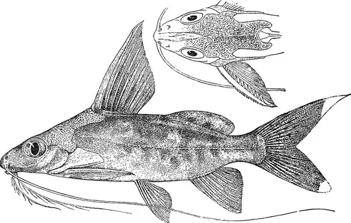 Bigeye squeaker (Synodontis alberti)