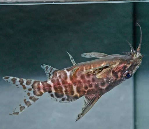 Giant upside-down catfish (Synodontis batensoda)