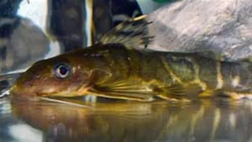 Brichard's synodontis (Synodontis brichardi)