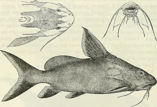 Granulated synodontis (Synodontis granulosus)