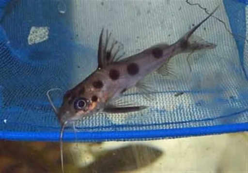 One-spot synodontis (Synodontis notatus)