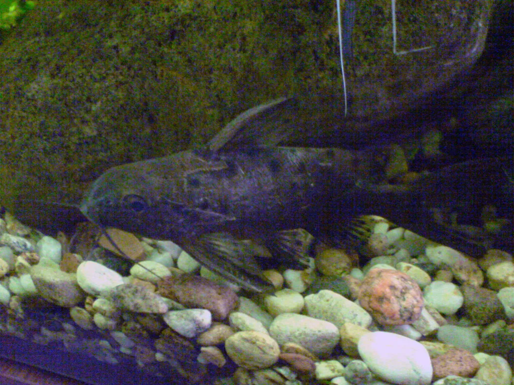 Ocellated squeaker (Synodontis ocellifer)