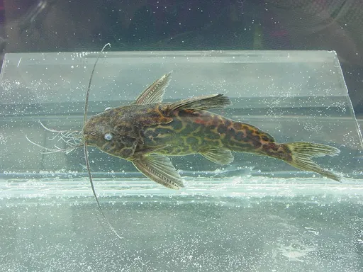 Vermiculated squeaker (Synodontis schoutedeni)