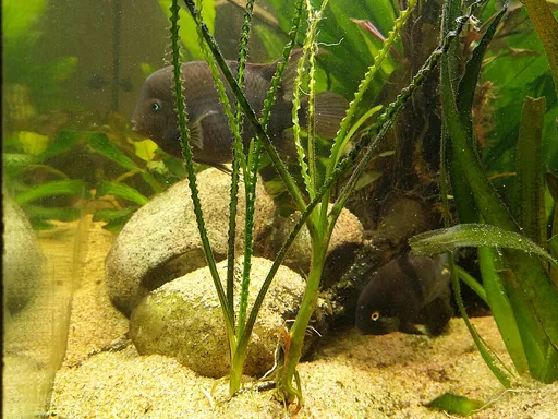 T-bar cichlid (Cryptoheros sajica)
