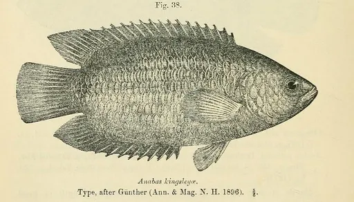 Tailspot climbing perch (Ctenopoma kingsleyae)