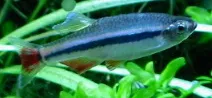 Vietnamese white cloud (Tanichthys micagemmae)