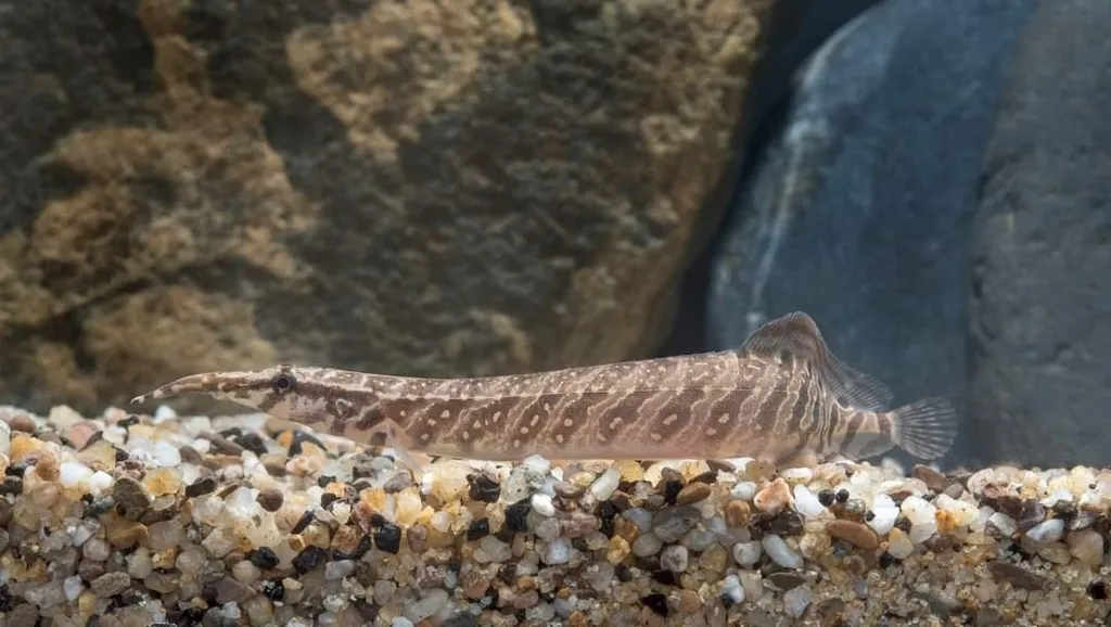Tapir spiny eel (Macrognathus tapirus)