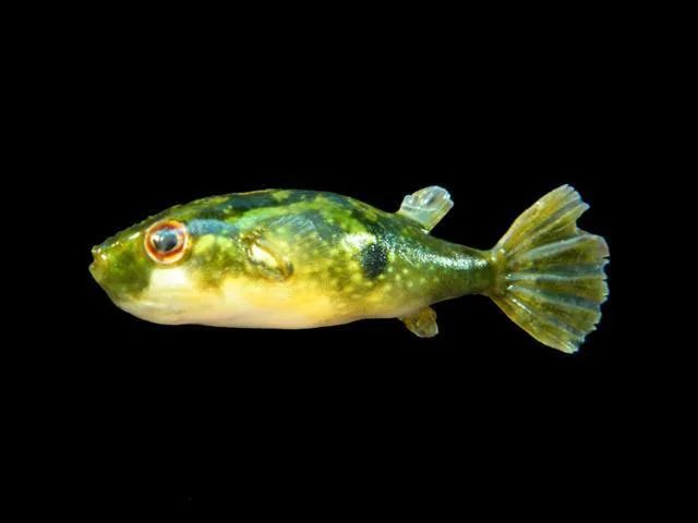 Target puffer (Pao leiurus)