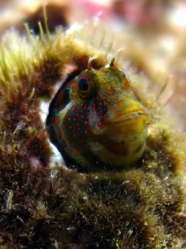 Tessellated Blenny (Hypsoblennius invemar)