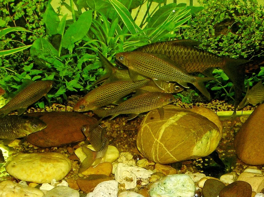 Thinlip sharkminnow barb (Labiobarbus leptocheilus)