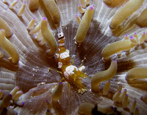 Sexy Shrimp (Thor amboinensis)