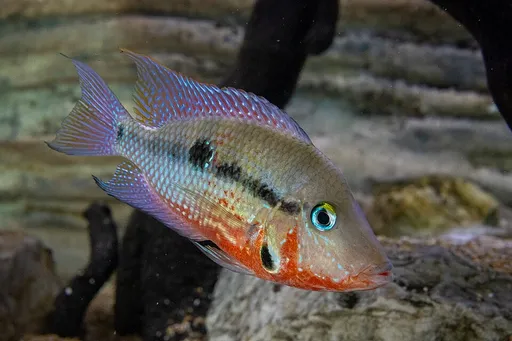 Firemouth cichlid (Thorichthys meeki)