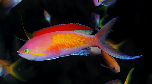 Threadfin Anthias (Nemanthias carberryi)