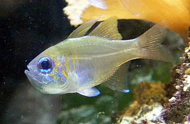 Threadfin Cardinalfish (Zoramia leptacantha)