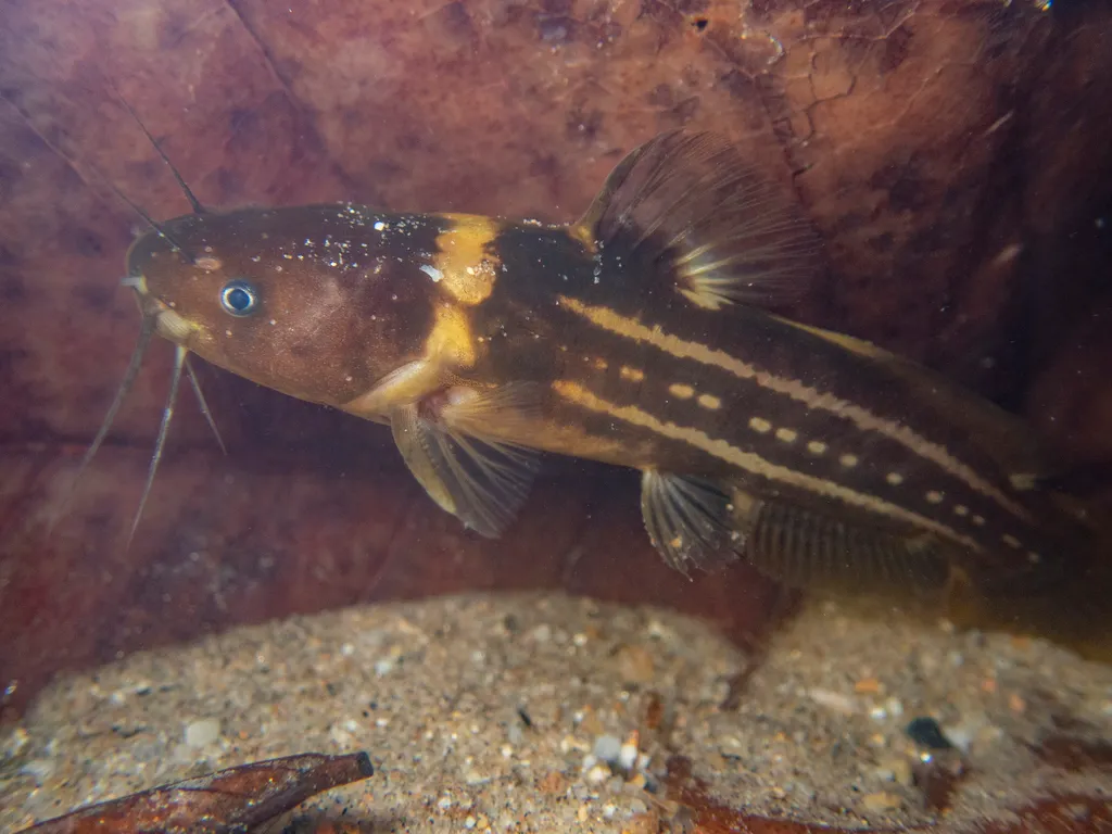 Three-lined bagrid (Tachysurus trilineatus)