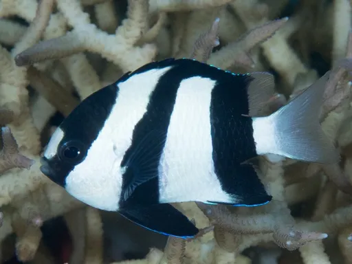 Three-Stripe Damsel (Dascyllus aruanus)