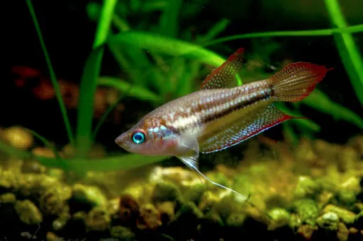 Threestripe croaking gourami (Trichopsis schalleri)