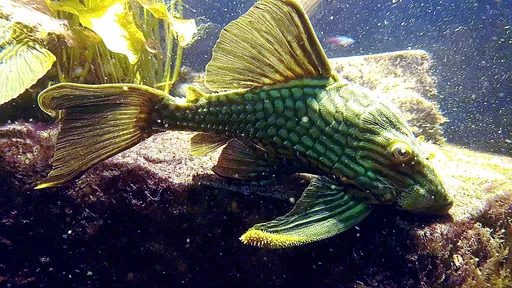 Thunder Royal Pleco (L027) (Panaque armbrusteri)