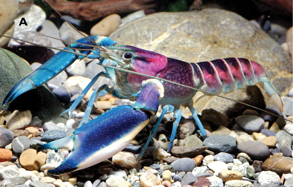 Thunderbolt crayfish (Cherax pulcher)