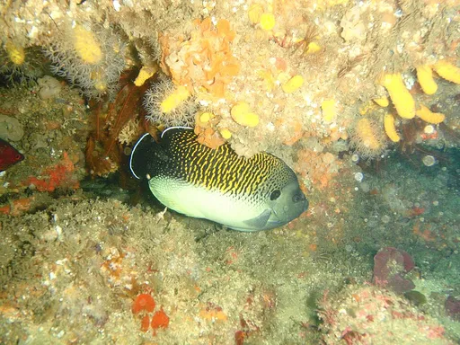 Tiger Angelfish (Apolemichthys kingi)