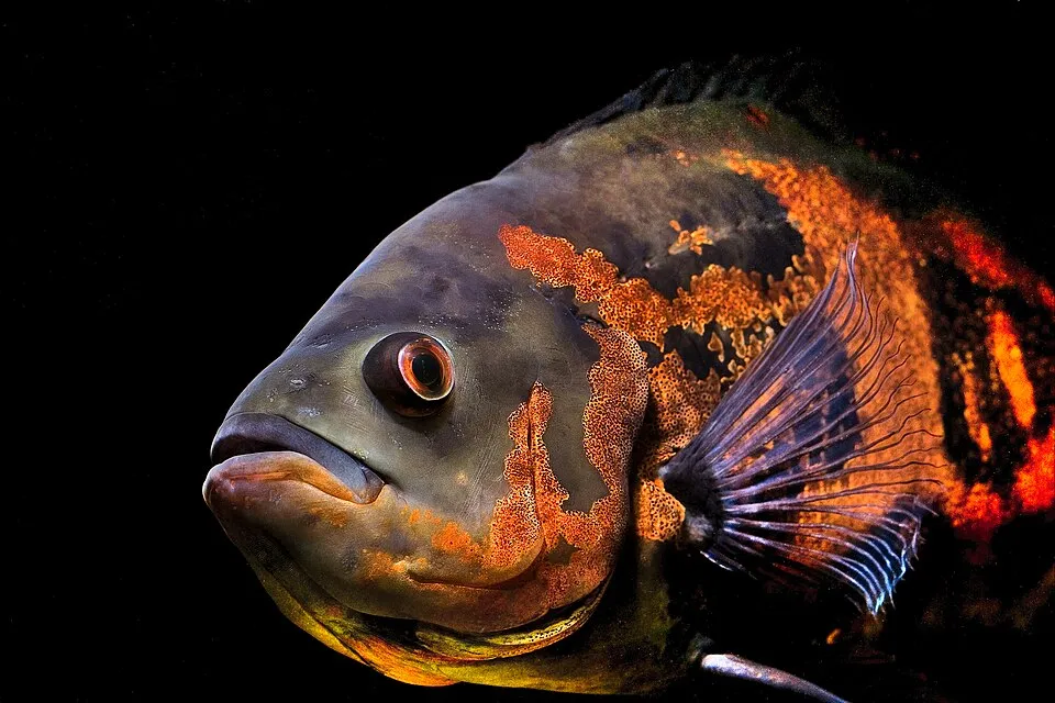 Tiger oscar (Astronotus ocellatus)