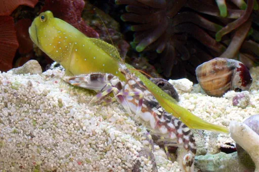 Tiger Pistol Shrimp (Alpheus bellulus)