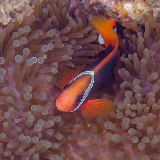 Tomato Clownfish (Amphiprion frenatus)