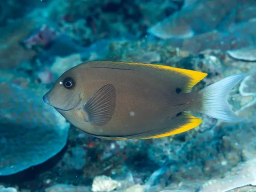 Tomini Tang (Ctenochaetus tominiensis)