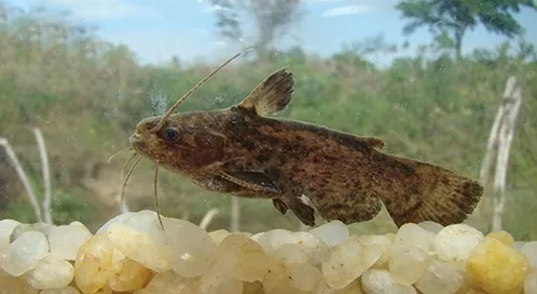 Common woodcat (Trachelyopterus galeatus)