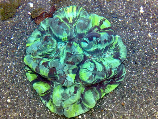 Open Brain Coral (Trachyphyllia geoffroyi)