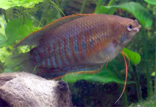Thick-lipped gourami (Trichogaster labiosa)