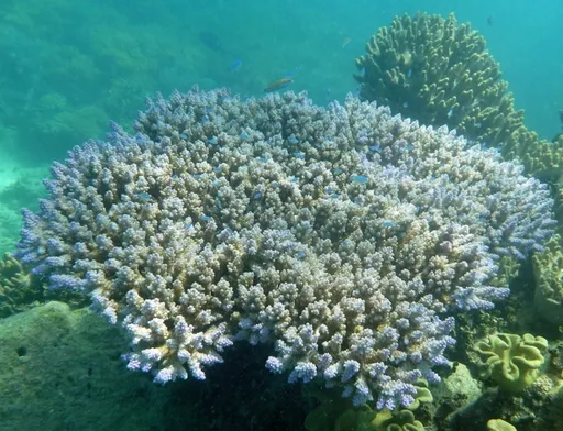 Tricolor Acropora (Acropora valida)