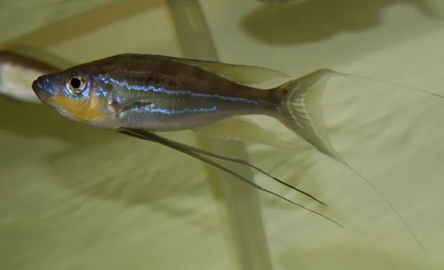 Tricot's deepwater cichlid (Benthochromis tricoti)