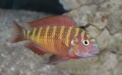 Blunthead cichlid (Tropheus moorii)