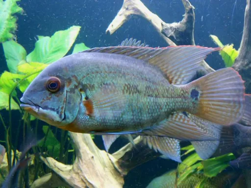 True parrot cichlid (Hoplarchus psittacus)
