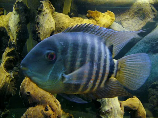 True severum (Heros severus)