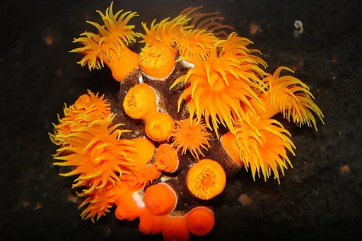 Sun Coral (Tubastraea)
