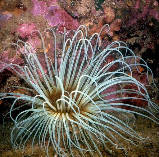 Tube Anemone (Cerianthus sp.)
