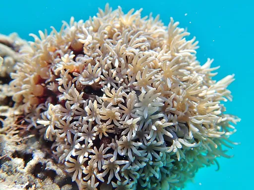 Organ Pipe Coral (Tubipora musica)