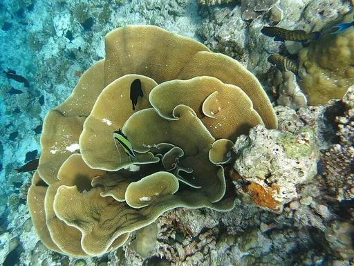 Ruffled Disc Coral (Turbinaria mesenterina)