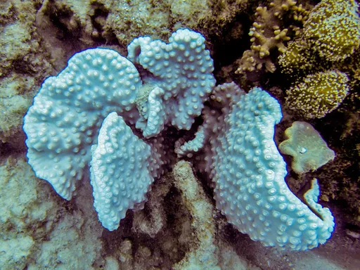 Pagoda Cup Coral (Turbinaria peltata)