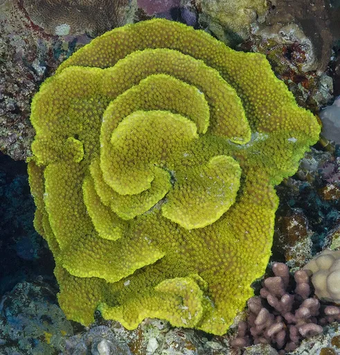 Yellow Scroll Coral (Turbinaria reniformis)