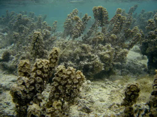 Turbinaria Cup Coral (Turbinaria)