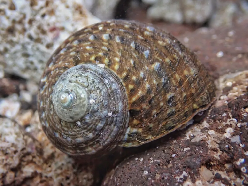 Mexican Turbo Snail (Turbo fluctuosus)