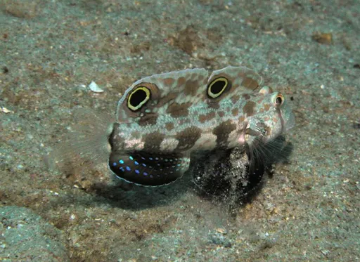 Twinspot Goby (Signigobius biocellatus)