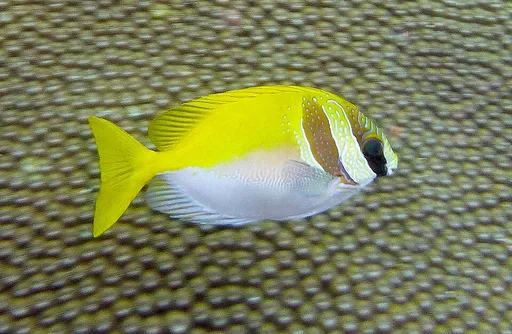 Two-barred Rabbitfish (Siganus virgatus)