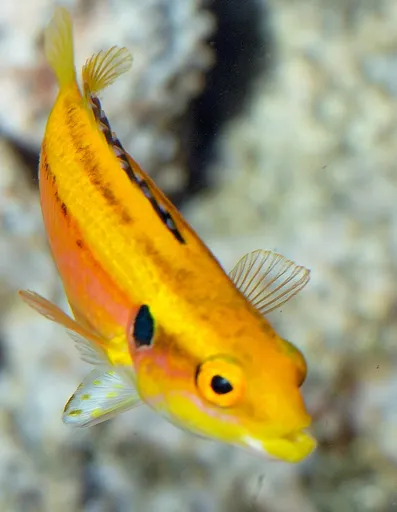 Twospot Hogfish (Bodianus bimaculatus)
